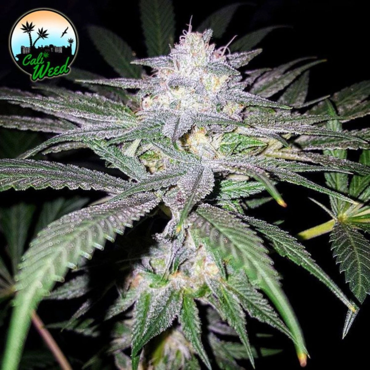 Headbanger – Cali Weed – Feminizowane