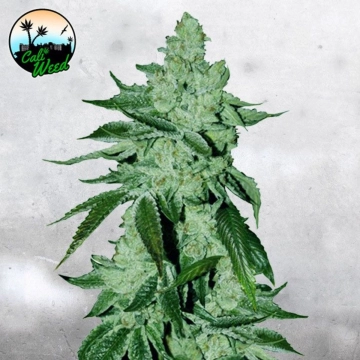 Girl Scout Cookies Auto Autoflowering cannabis flower bud by Cali Weed