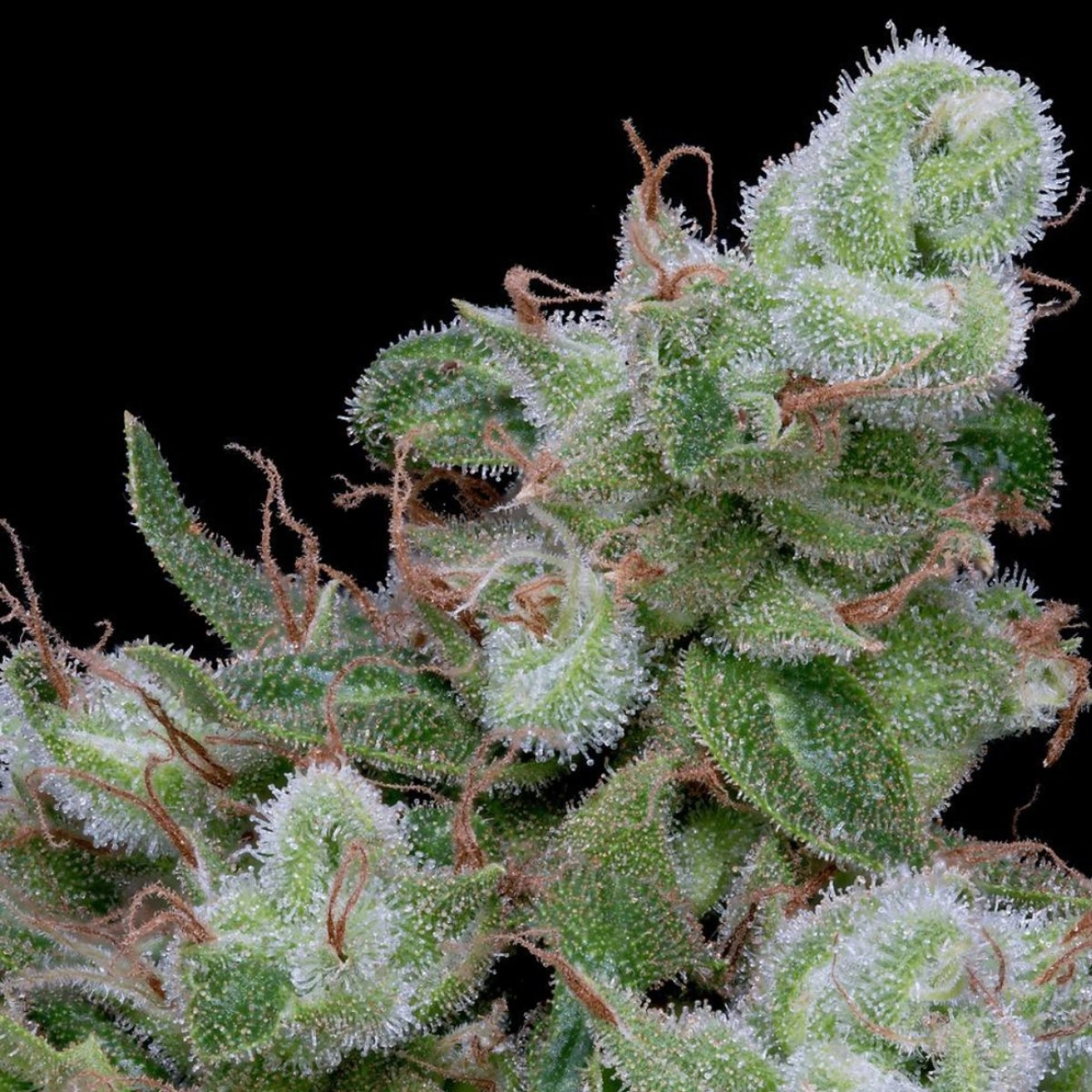 CHEMDAWG #4 – Bighead Seeds – Feminizowane