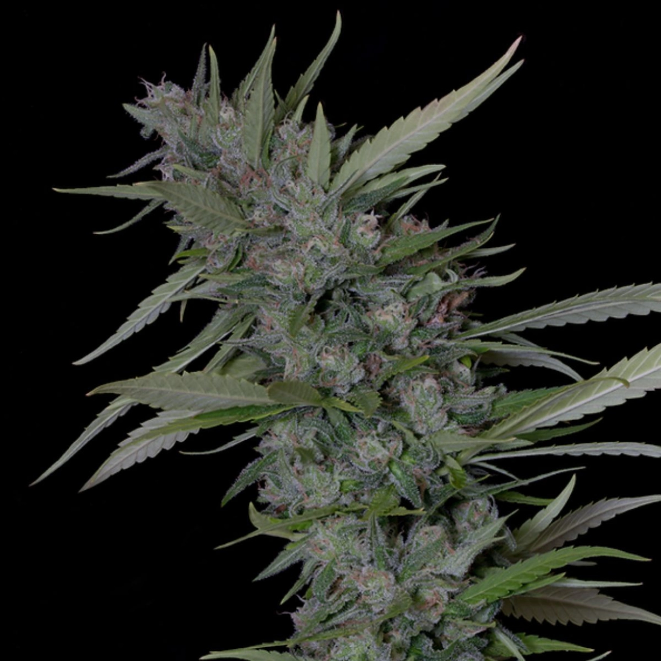 BRUCE BANNER #3 – Bighead Seeds – Feminizowane