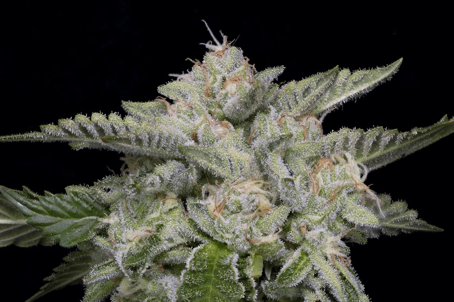 SKYWALKA GHOST KUSH – Bighead Seeds – Feminizowane