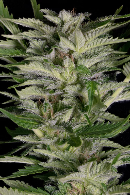 ALIEN TECHNOLOGY – Bighead Seeds – Feminizowane