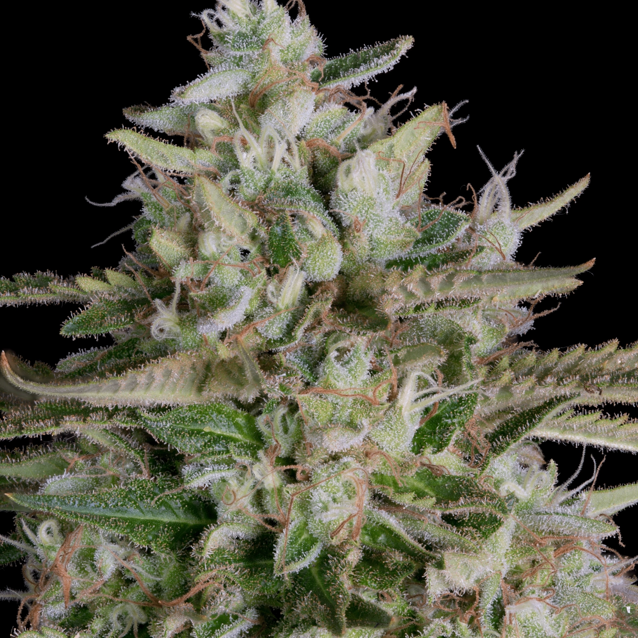 GNASHA – Bighead Seeds – Feminizowane