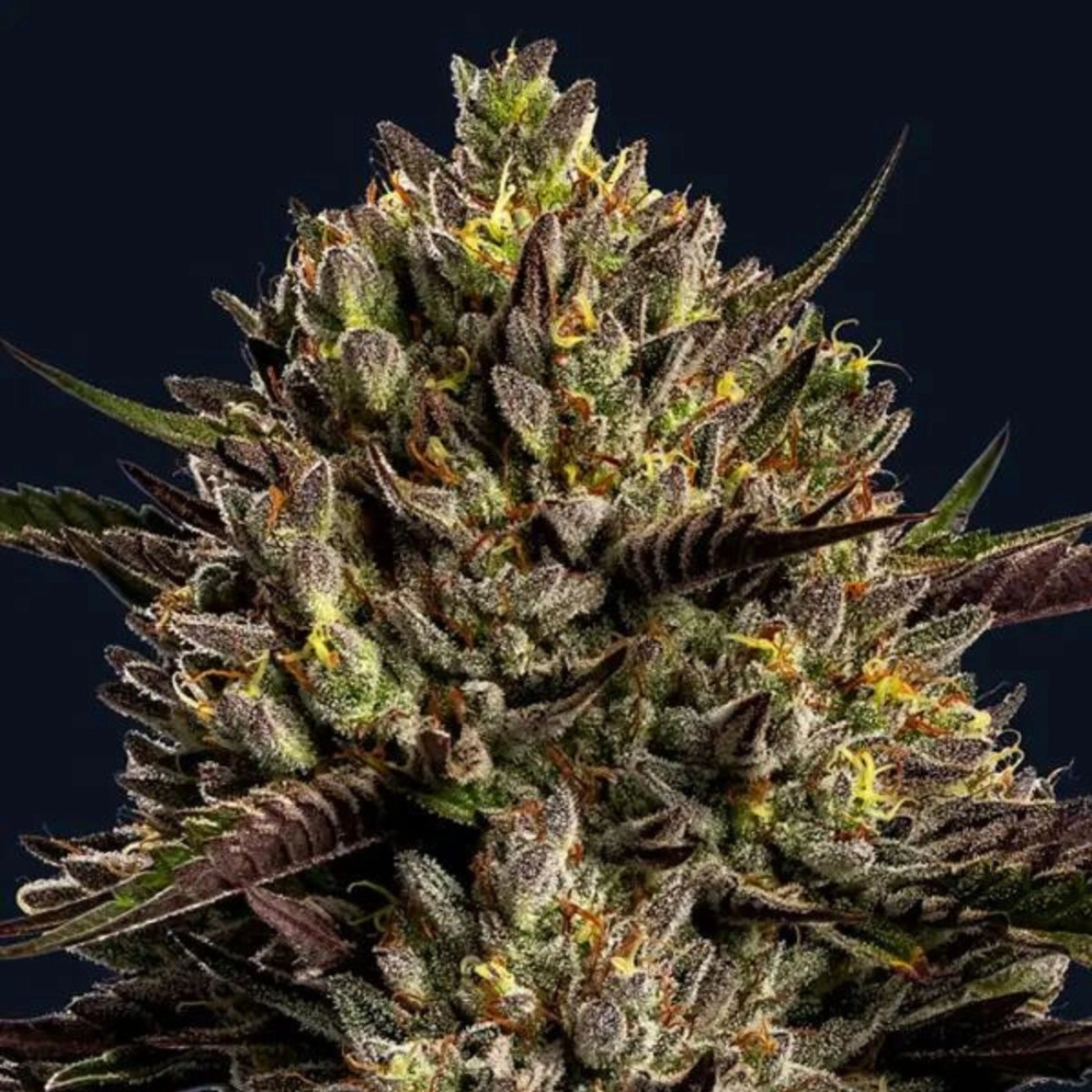 Chimera Cut – Anesia Seeds – Feminizowane