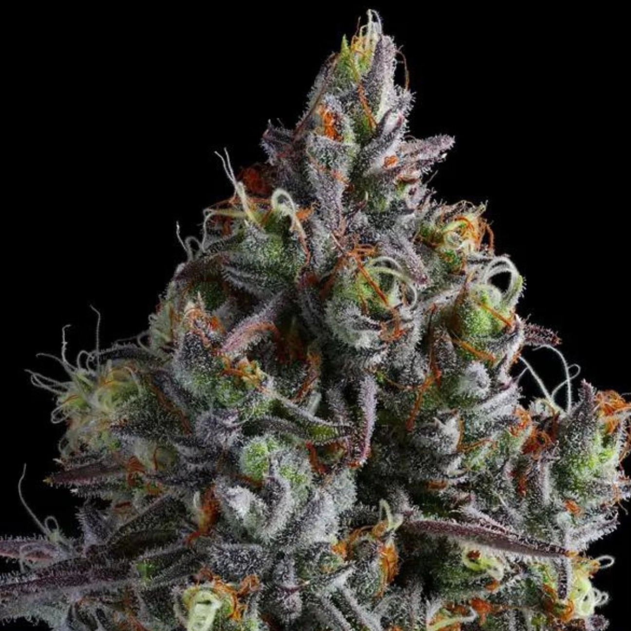 Coco Jambo – Anesia Seeds – Feminizowane