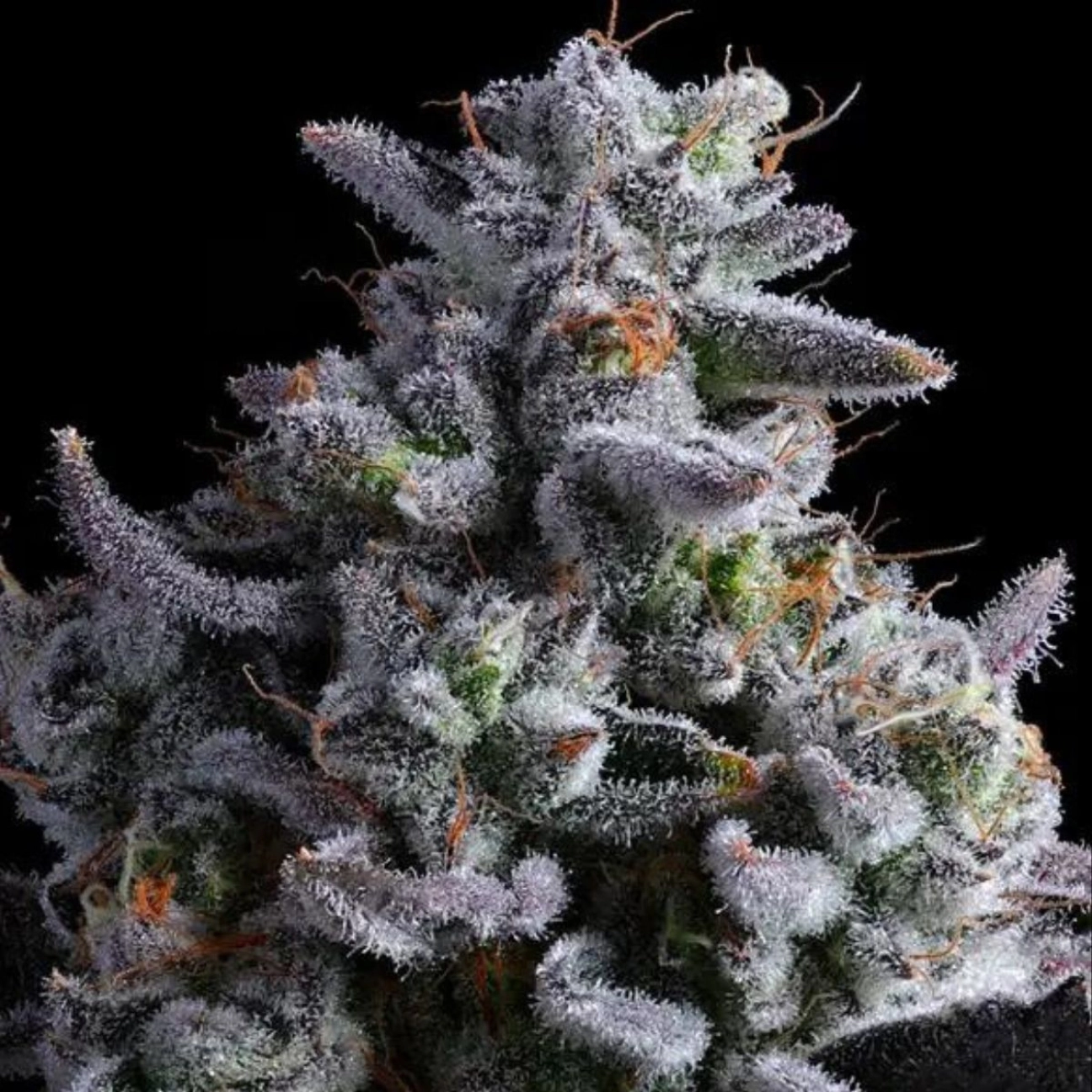Elementz – Anesia Seeds – Feminizowane