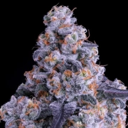 Epic Buzz Auto Autoflowering cannabis flower bud by Anesia Seeds