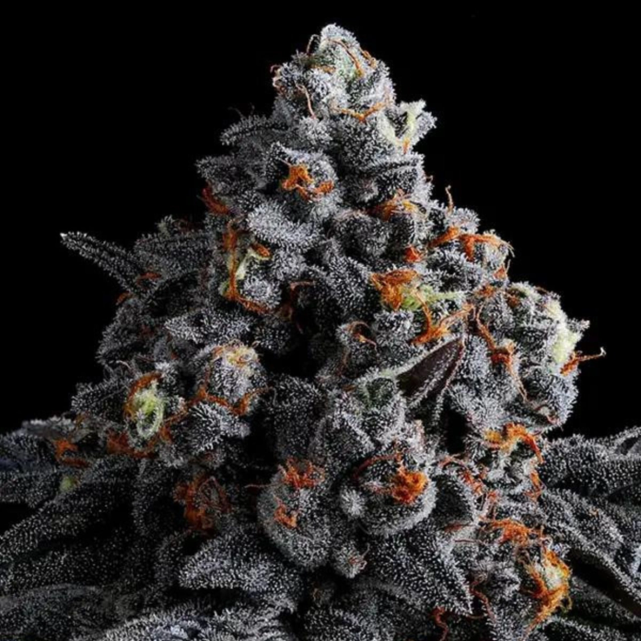 Indigo Sapphire – Anesia Seeds – Feminizowane