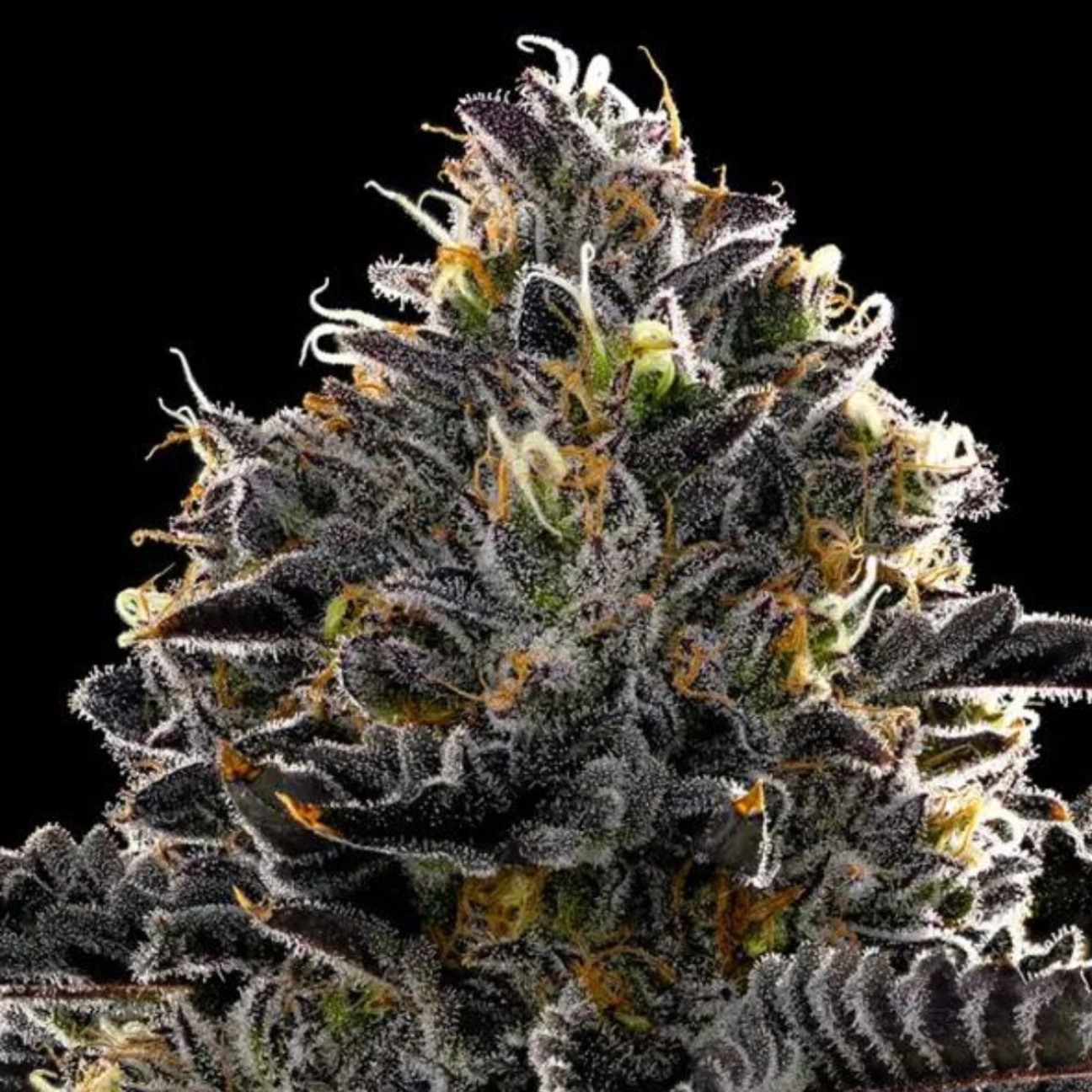 Purple Lobster – Anesia Seeds – Feminizowane