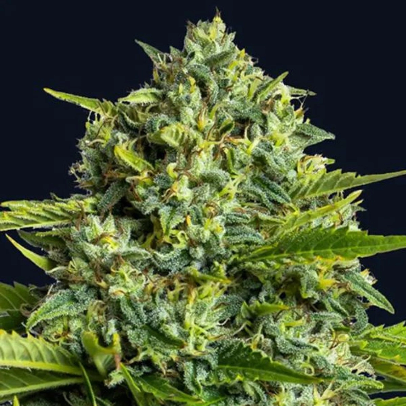 Sticky Boof – Anesia Seeds – Feminizowane