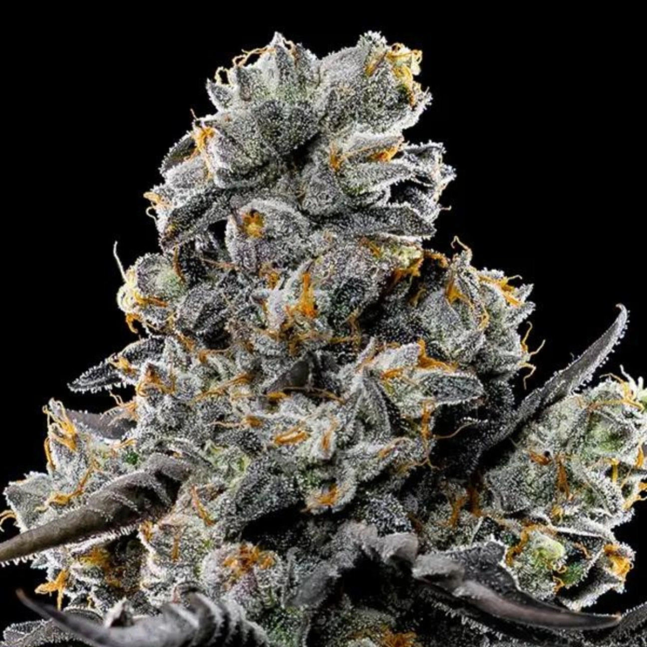 Violet Face – Anesia Seeds – Feminizowane