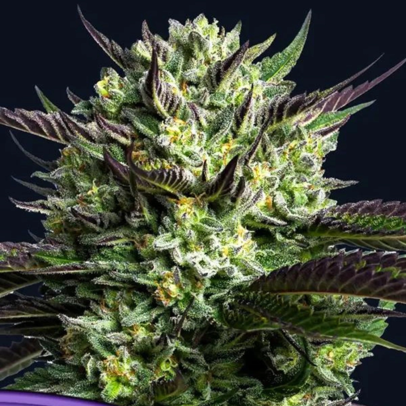 WHAM BOOM – Anesia Seeds – Feminizowane