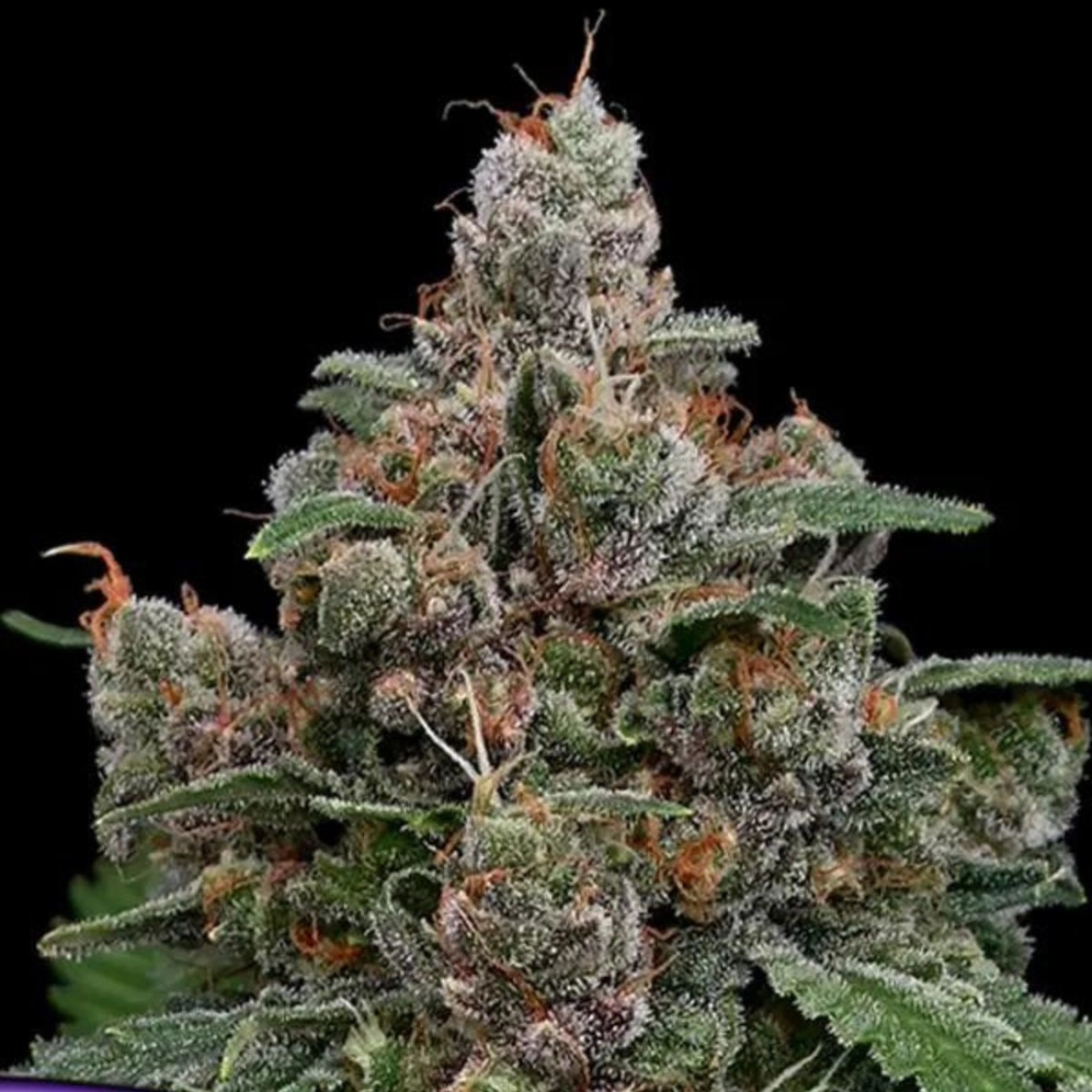 Sun of a Peach – Anesia Seeds – Feminizowane