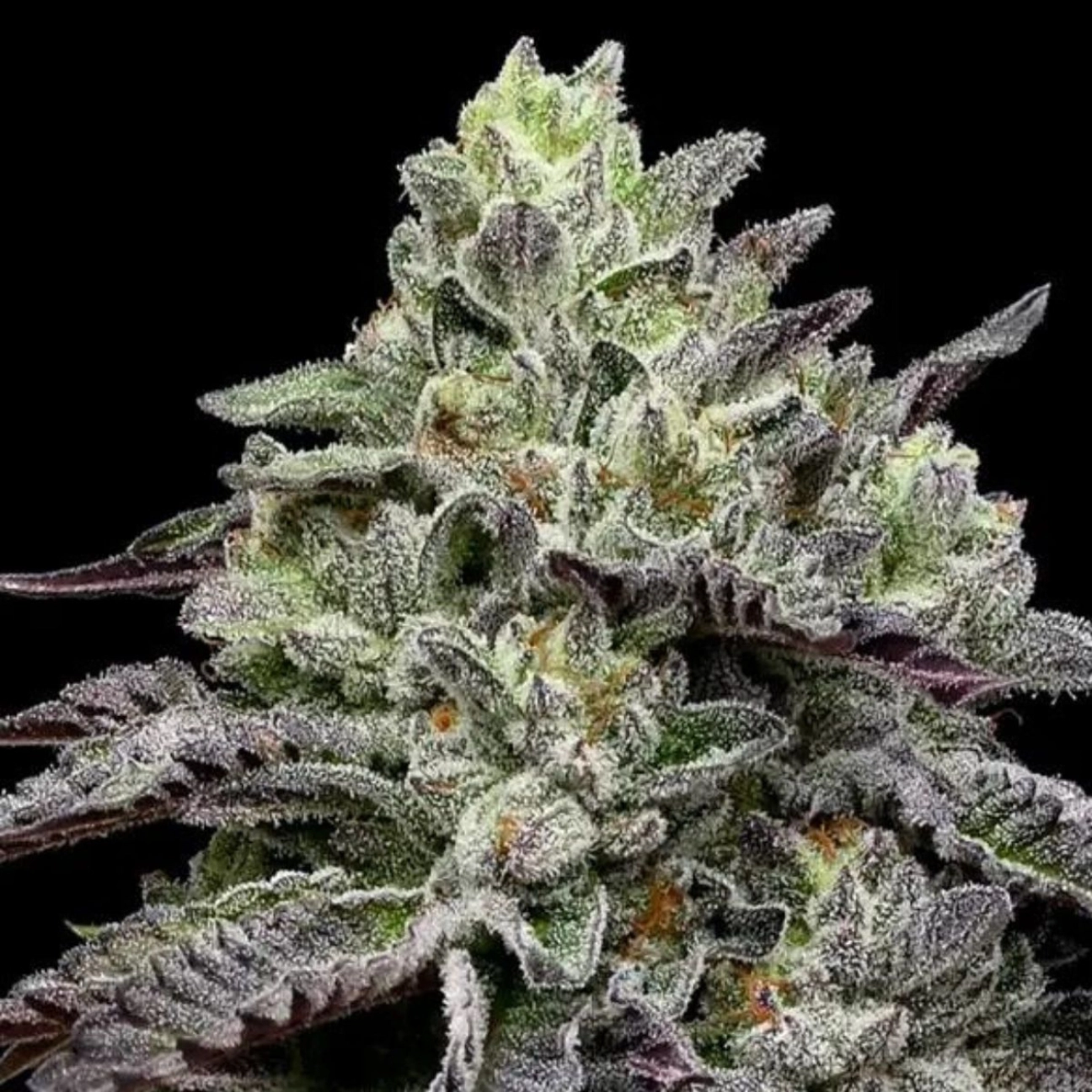 Smashberry Fumez – Anesia Seeds – Feminizowane