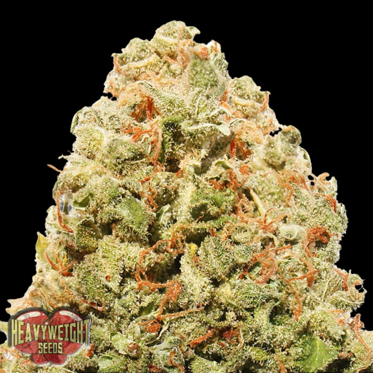 STRAWBERRY CAKE – Heavyweight Seeds – Feminizowane