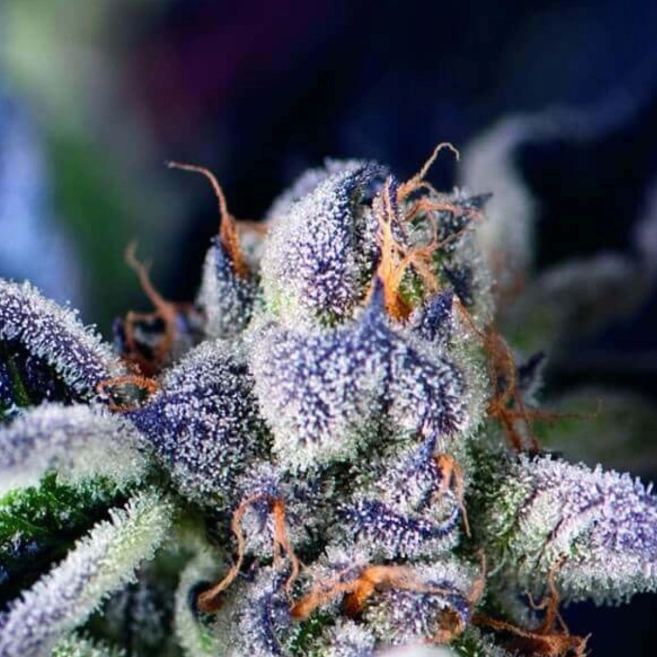Cookies USA – Pyramid Seeds – Feminizowane
