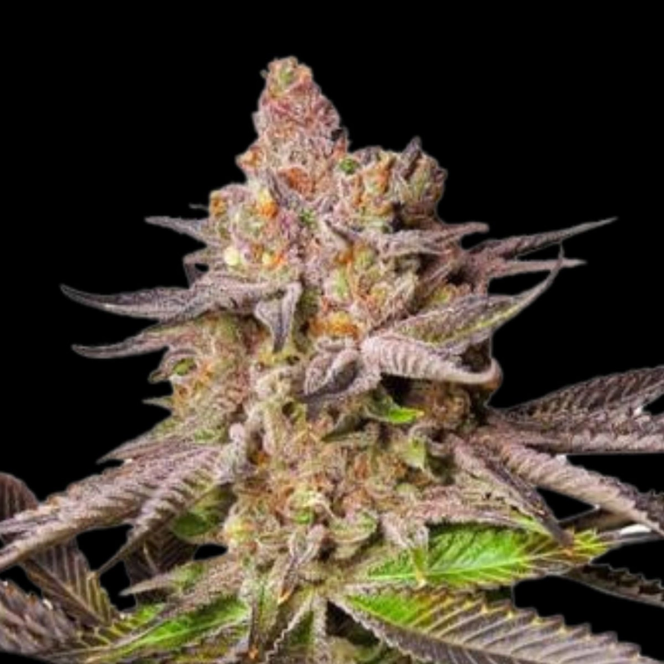 Melonade Runtz – Dutch Passion – Feminizowane