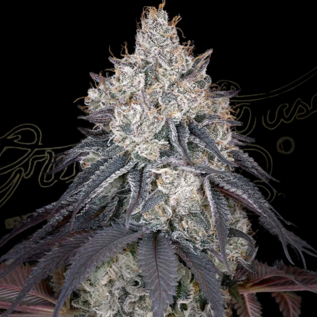 LEMON ORANGE – Greenhouse Seed Co – Feminizowane