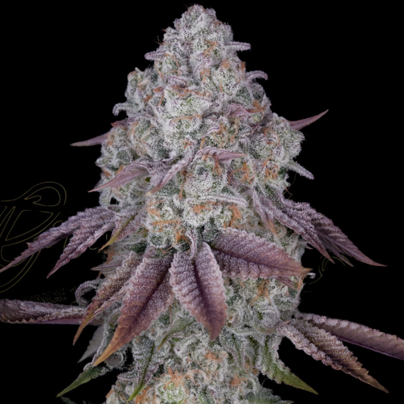 PERSIAN PIE – Greenhouse Seed Co – Feminizowane