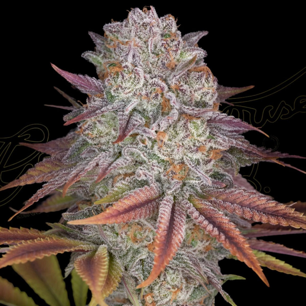 PULP FRICTION – Greenhouse Seed Co – Feminizowane