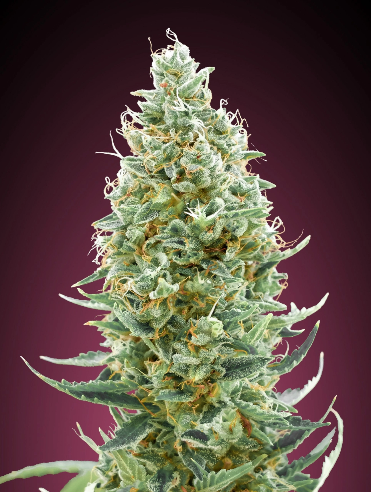 Amnesia Fast – Advanced Seeds – Feminizowane