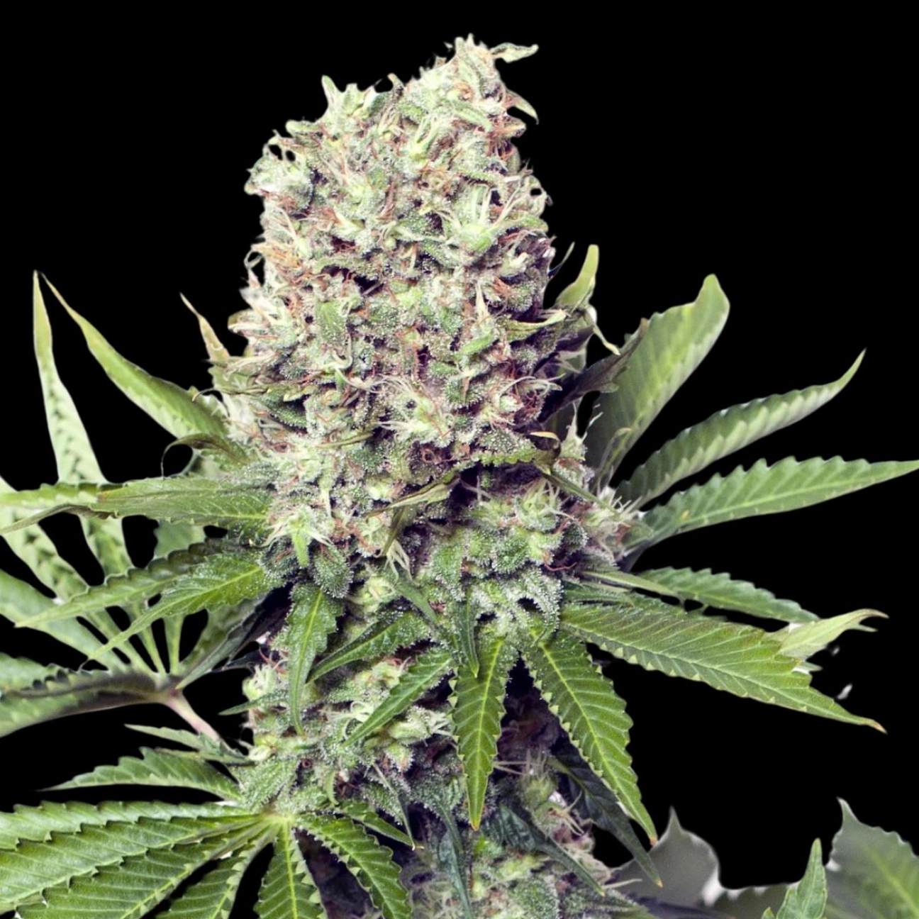 Jumbo Runtz – Yieldmonger Seeds – Feminizowane