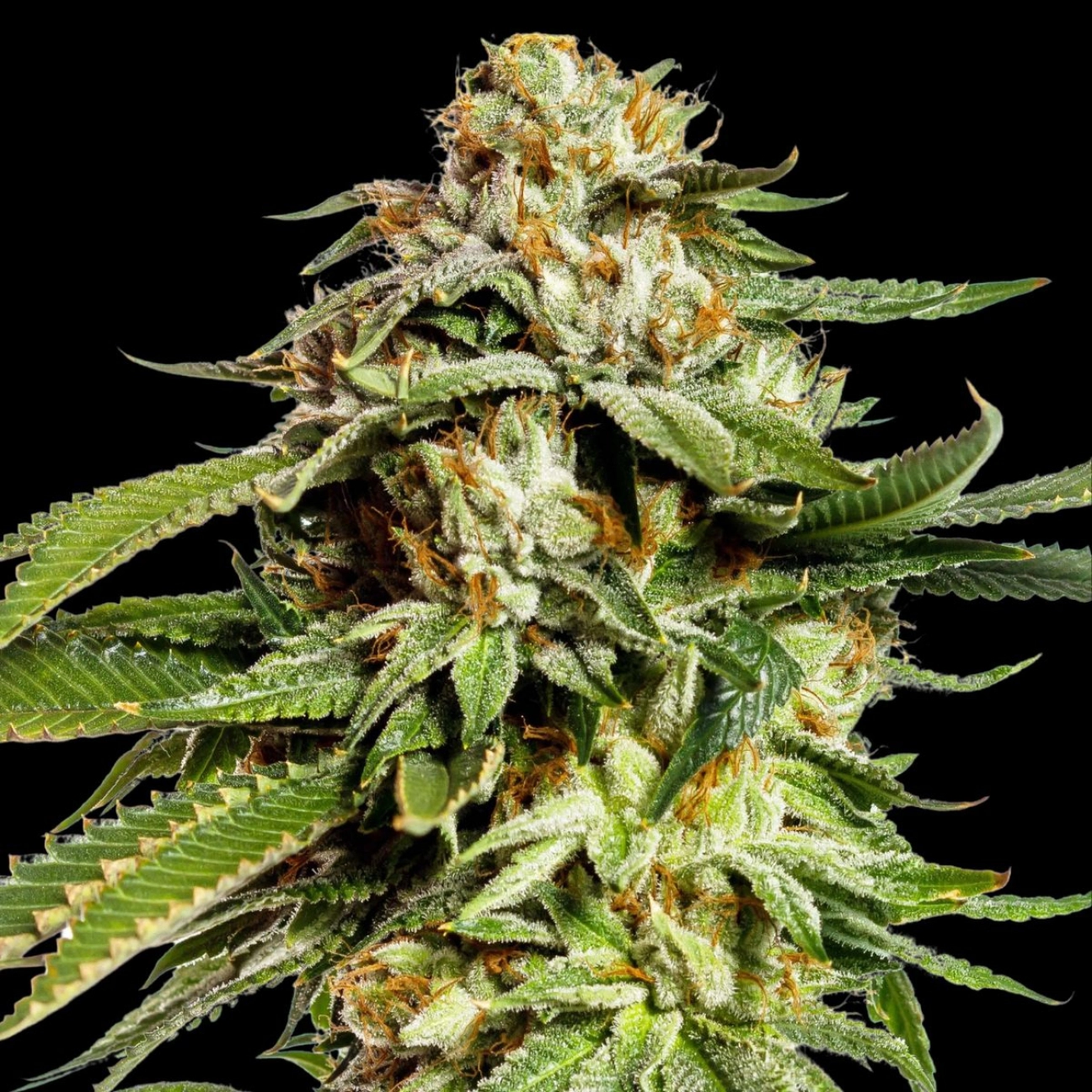 Super Scoop – Yieldmonger Seeds – Feminizowane