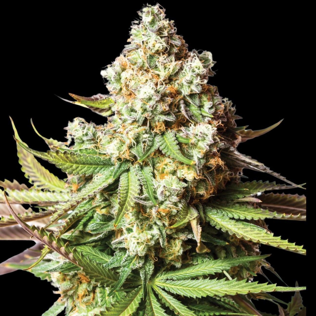 BEAR GORILLA – Yieldmonger Seeds – Feminizowane