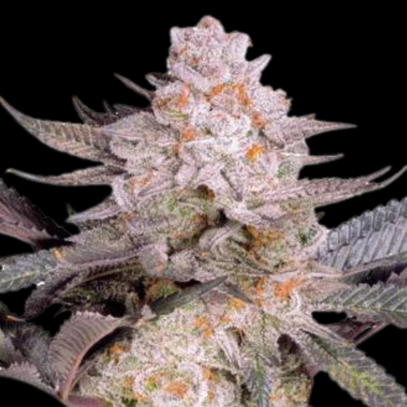 Orange Bud 2.0 – Dutch Passion – Feminizowane