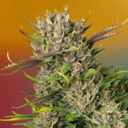 Papaya Zoap Auto Autoflowering cannabis flower bud by Sweet Seeds