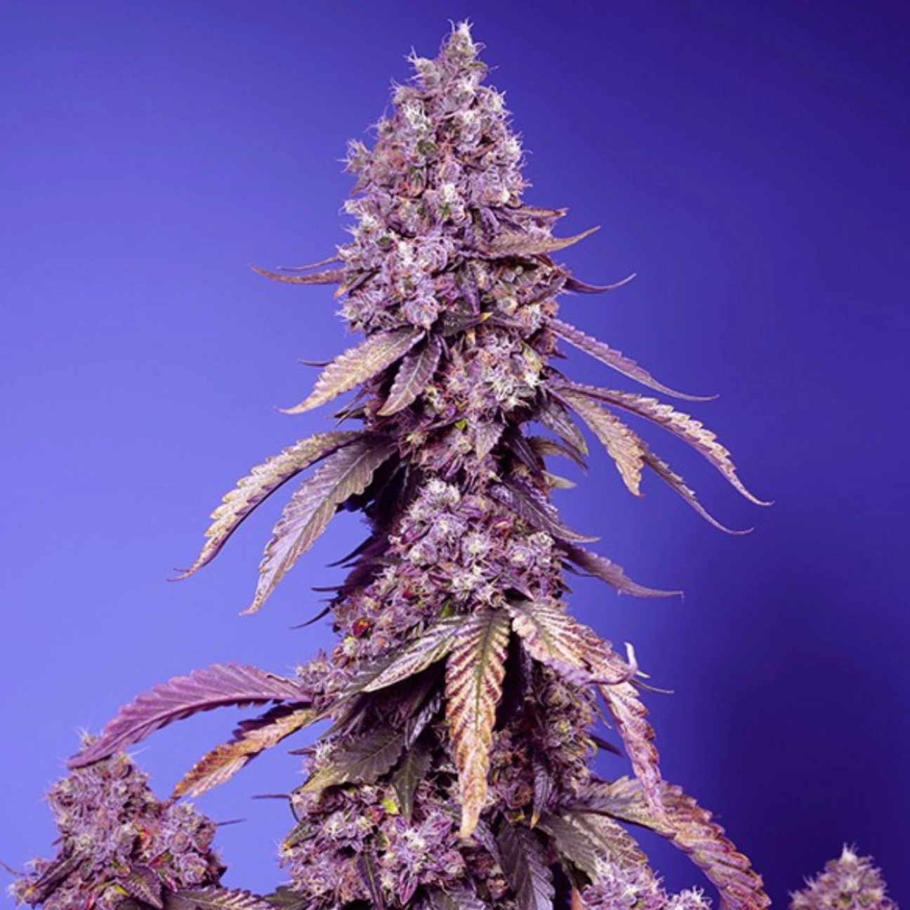 Black Muffin F1 Fast Version – Sweet Seeds – Feminizowane