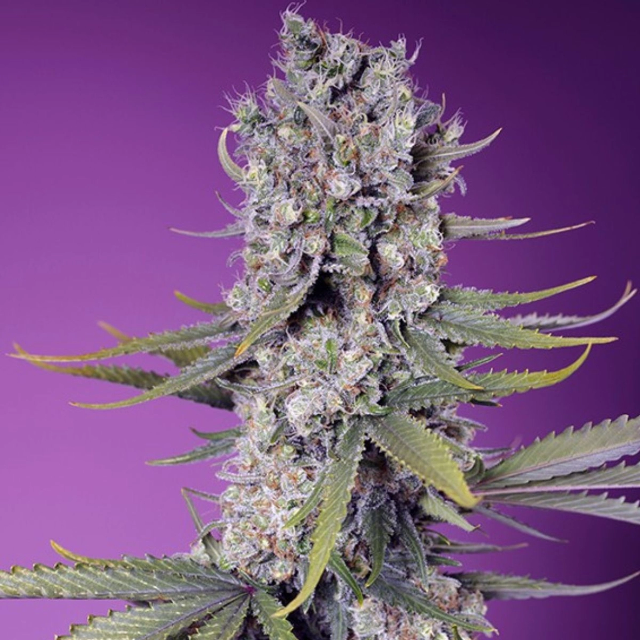 Papaya Zoap F1 Fast Version – Sweet Seeds – Feminizowane