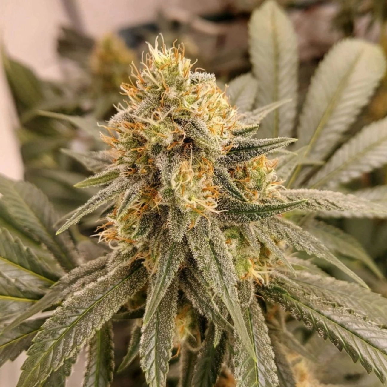 HiFi 4G – Dutch Passion – Feminizowane