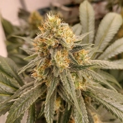 HiFi 4G Feminized cannabis flower bud by Dutch Passion