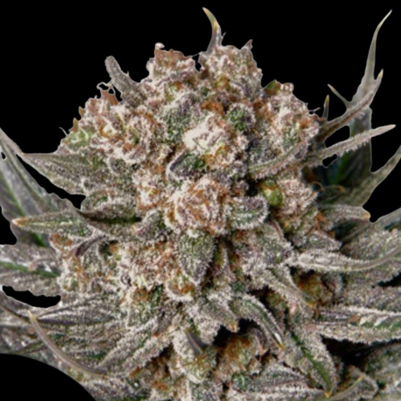 Gorilla Super Glue – Dutch Passion – Feminizowane