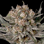 Gorilla Super Glue Feminized cannabis flower bud by Dutch Passion