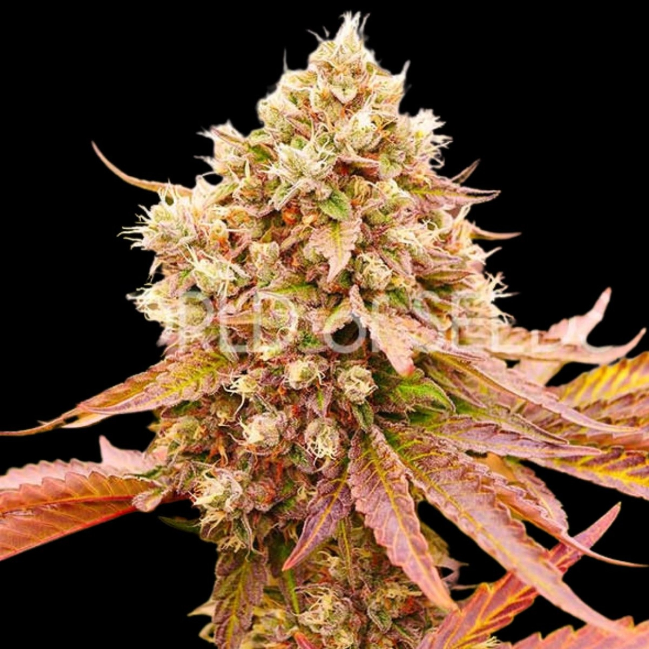 BURGER KUSH – World of Seeds – Feminizowane