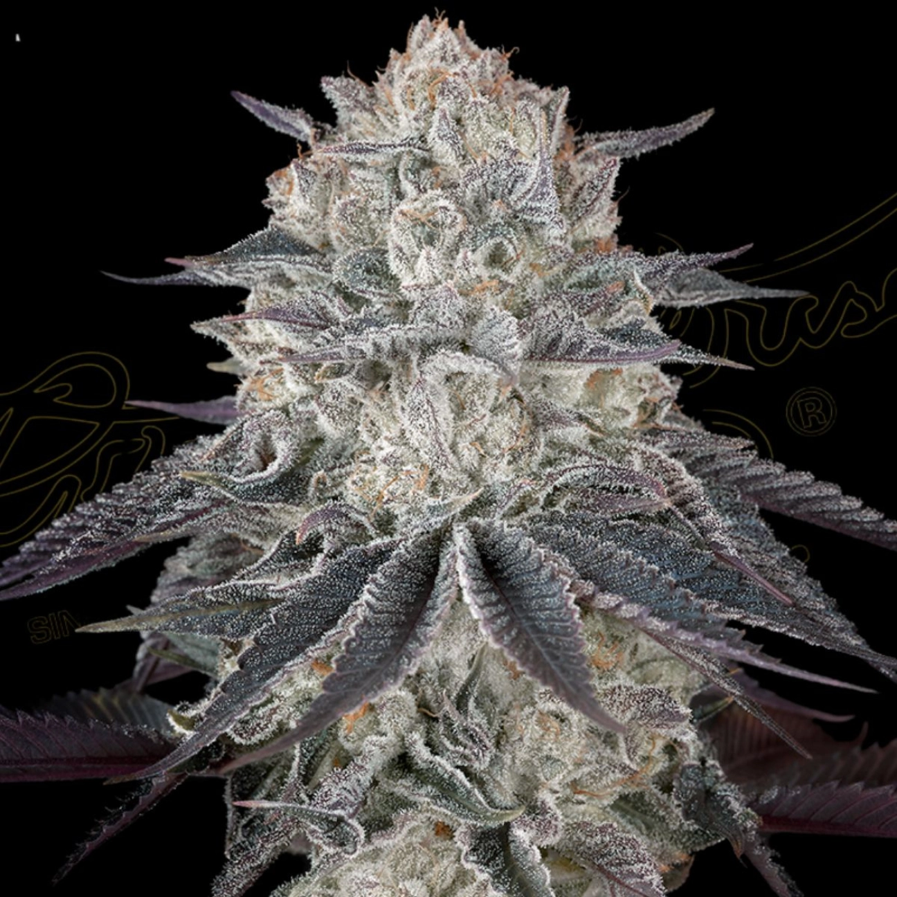 FULLGAS – Greenhouse Seed Co – Feminizowane