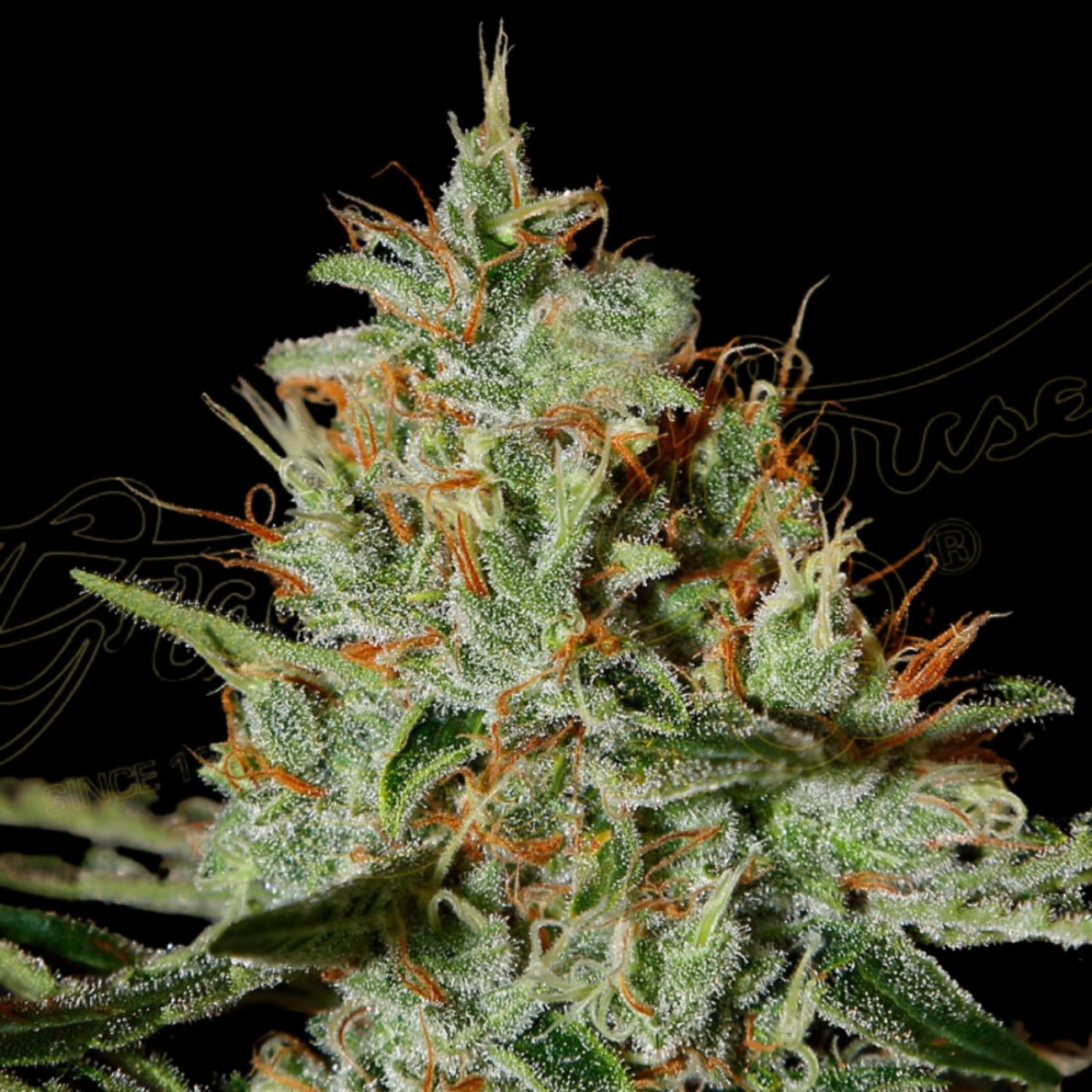 ALASKAN ICE – Greenhouse Seed Co – Feminizowane