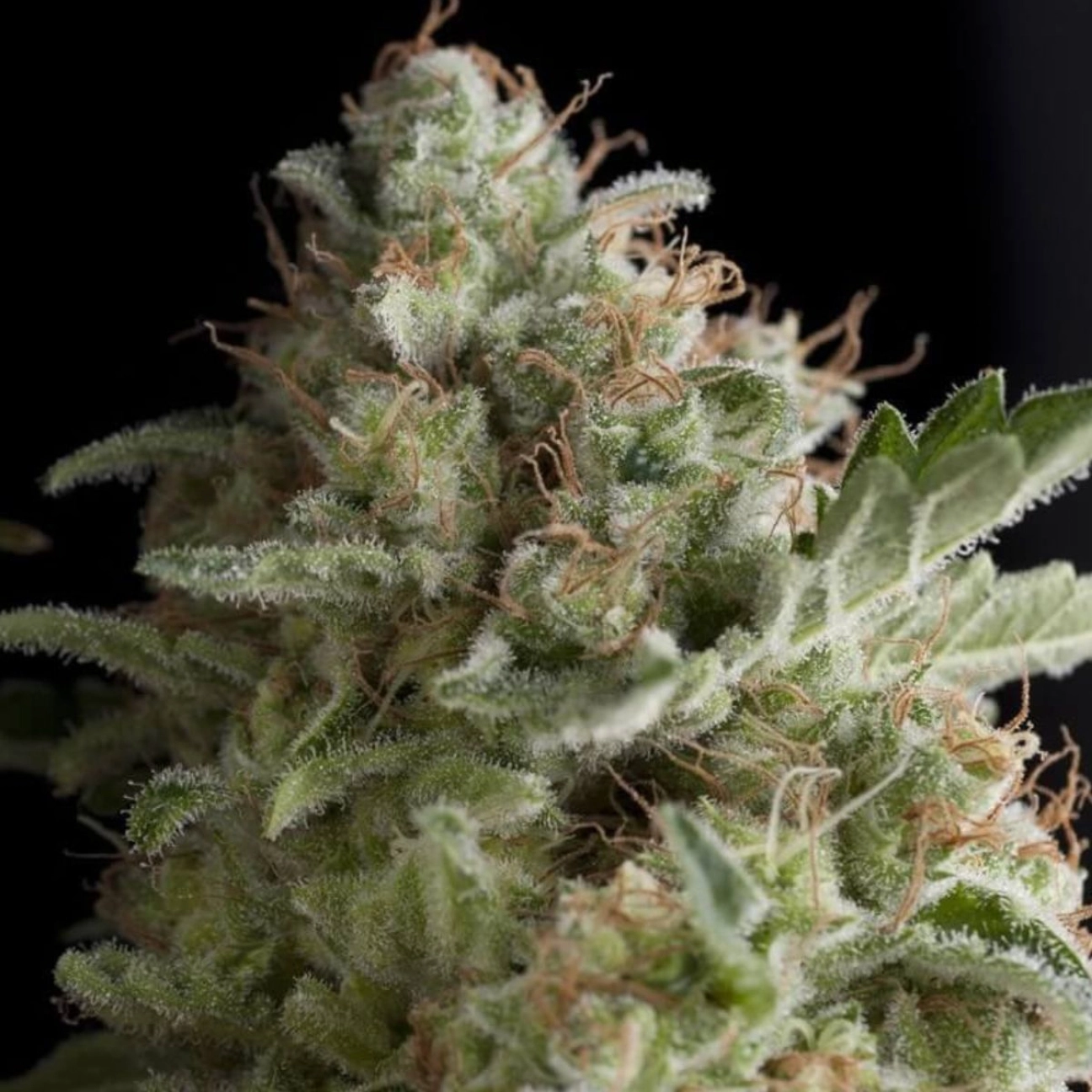 American Pie – Pyramid Seeds – Feminizowane