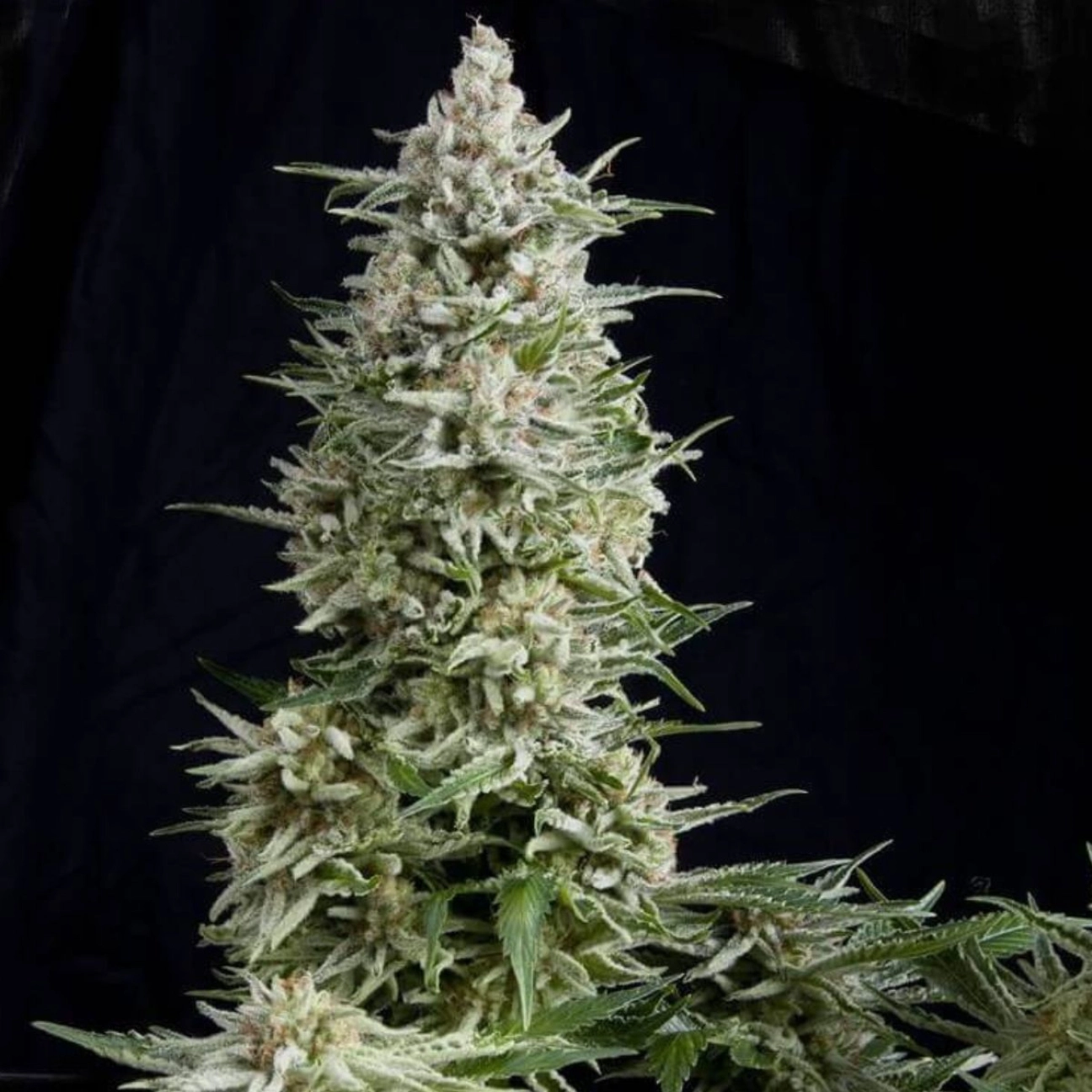 Amnesia Gold – Pyramid Seeds – Feminizowane