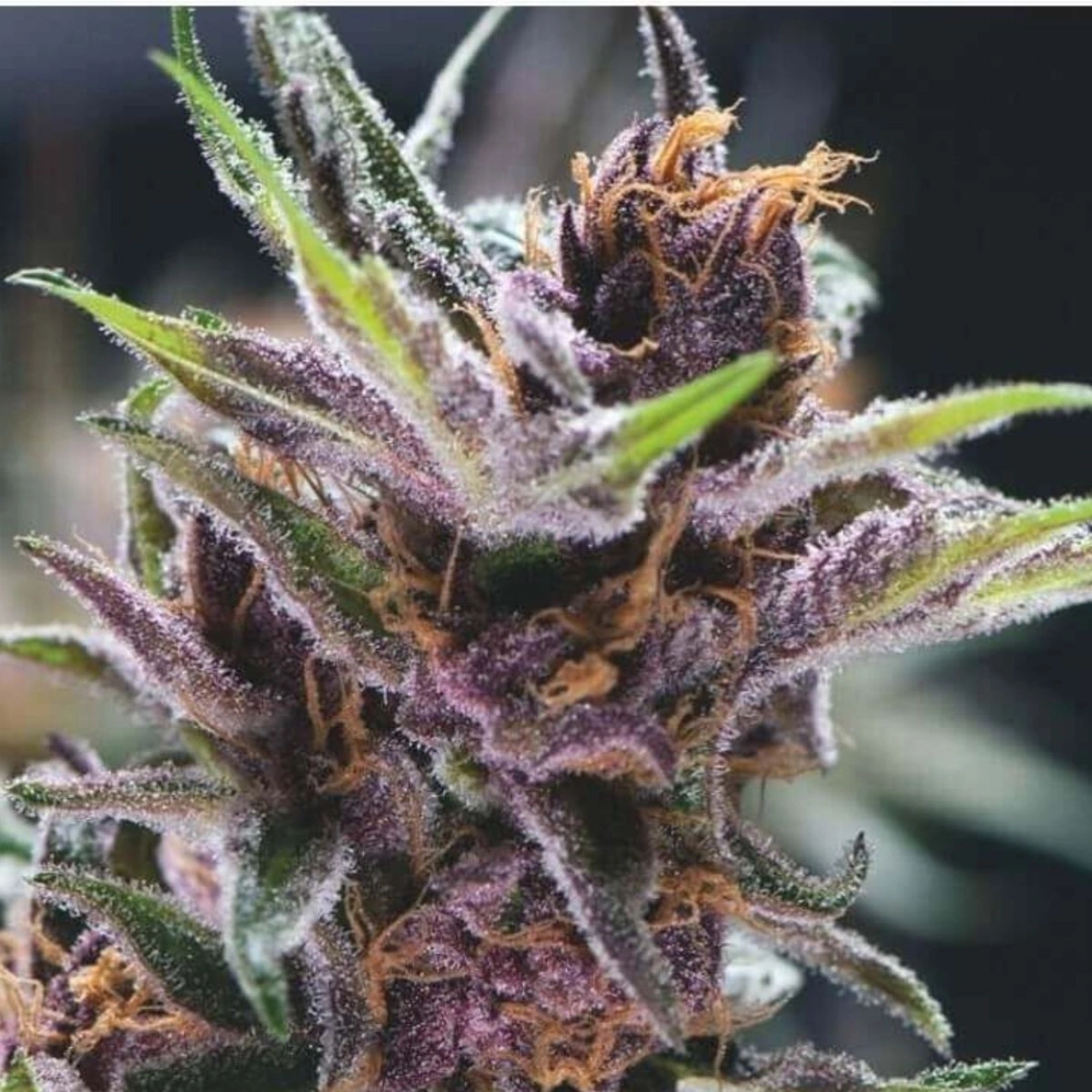 Black Cherry Punch – Pyramid Seeds – Feminizowane