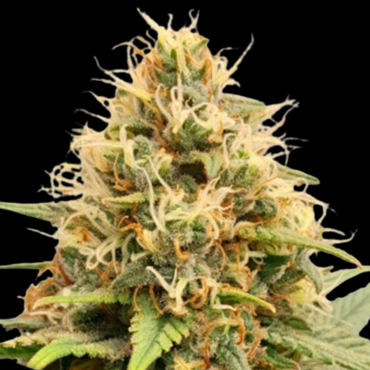 Crystal White Kush – Dutch Passion – Feminizowane