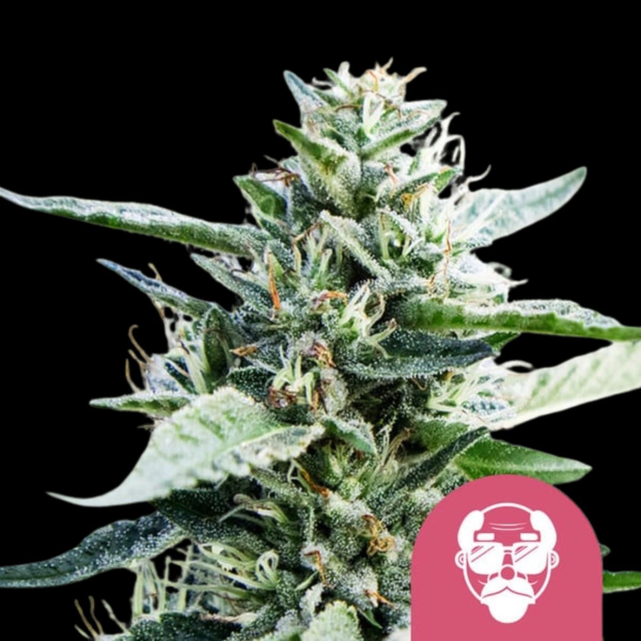 Granddaddy Purple Aka – Royal Queen Seeds – Feminizowane