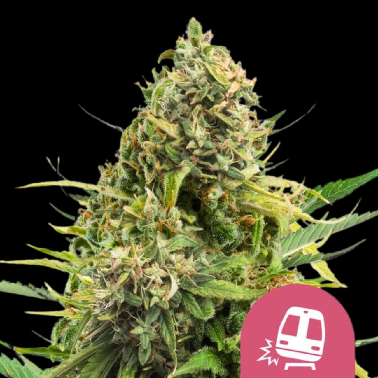 Trainwreck – Royal Queen Seeds – Feminizowane