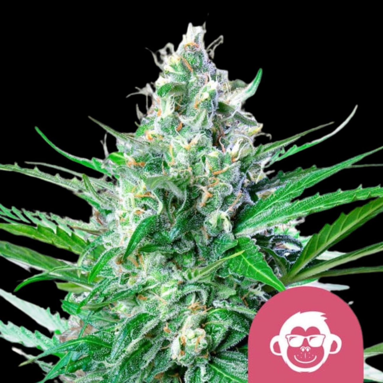 Grape Ape – Royal Queen Seeds – Feminizowane