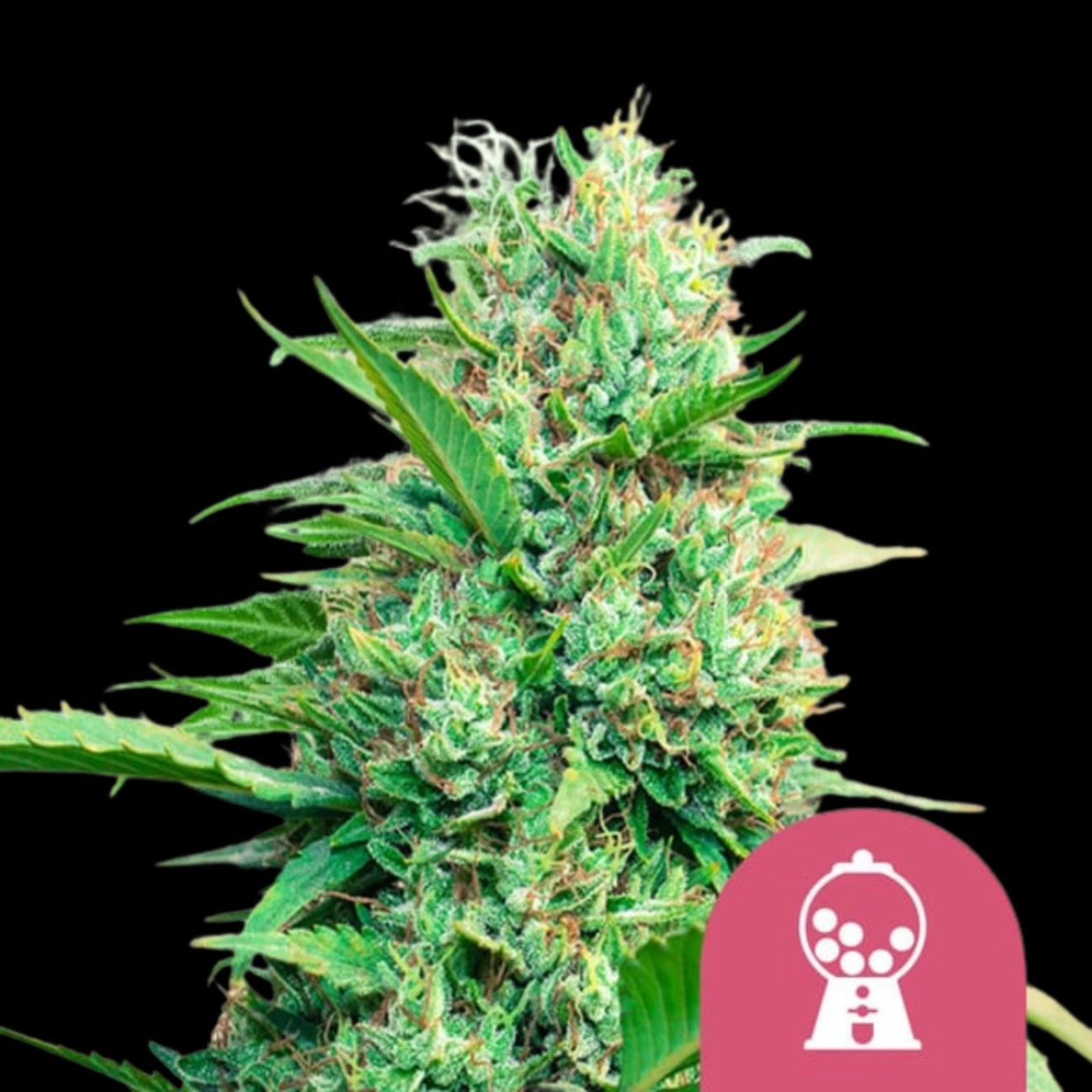 Pink Runtz – Royal Queen Seeds – Feminizowane