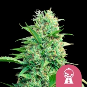 Pink Runtz Feminized cannabis flower bud by Royal Queen Seeds