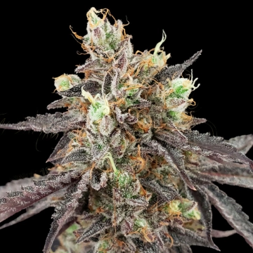 GELATO 41 X AUTO Autoflowering cannabis flower bud by Greenhouse Seed Co