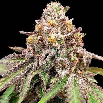 BLUE HAZE X GELATO 41 AUTO Autoflowering cannabis flower bud by Greenhouse Seed Co